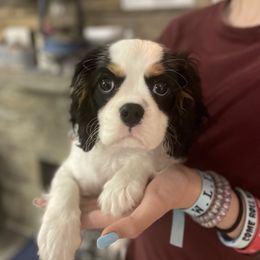 Cavalier King Charles Spaniel Puppies from Cassie’s Cavaliers