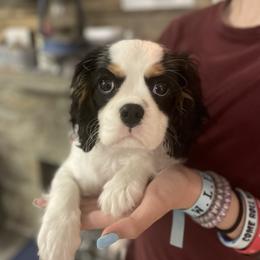 Cavalier King Charles Spaniel Puppies from Cassie’s Cavaliers