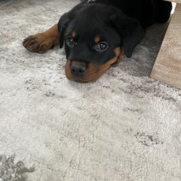 Rottweiler Puppies from Fantasy Kennel