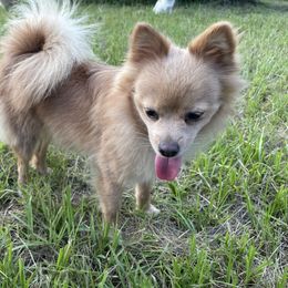 Seer - Pomeranian