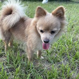 Seer - Pomeranian