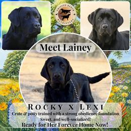 Lainey - Black female Labrador Retriever puppy in Fair Oaks, California from Twisted Ranch Retrievers