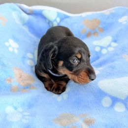 Blue boy - Black and tan male Dachshund puppy in Laveen, Arizona from Acosta Kennels