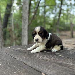 Remi - Black white and tan female English Springer Spaniel puppy in Comer, Georgia from Stratton Spaniels