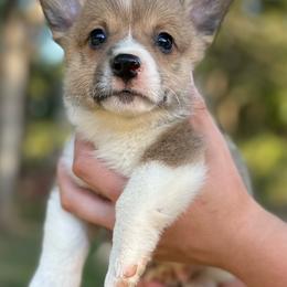 Drake - Sable male Pembroke Welsh Corgi puppy in Rolla, Missouri from 4A Corgis