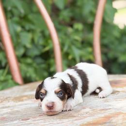 Salem - Chocolate and tan male Dachshund puppy in Salters, South Carolina from Long-Pine Dachshund
