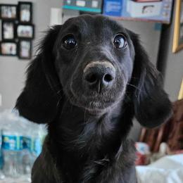 Lady - Dachshund