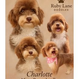 Charlotte - Bernedoodle