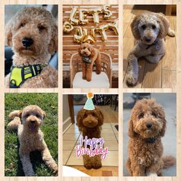 Bernedoodle and Goldendoodle Puppies from I Dream of Doodles