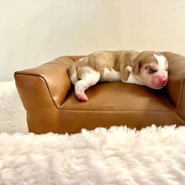 Pumpkin - Tan and white female Beagle puppy in Judsonia, Arkansas from Mayberry Acres Beagles and Basset Hounds