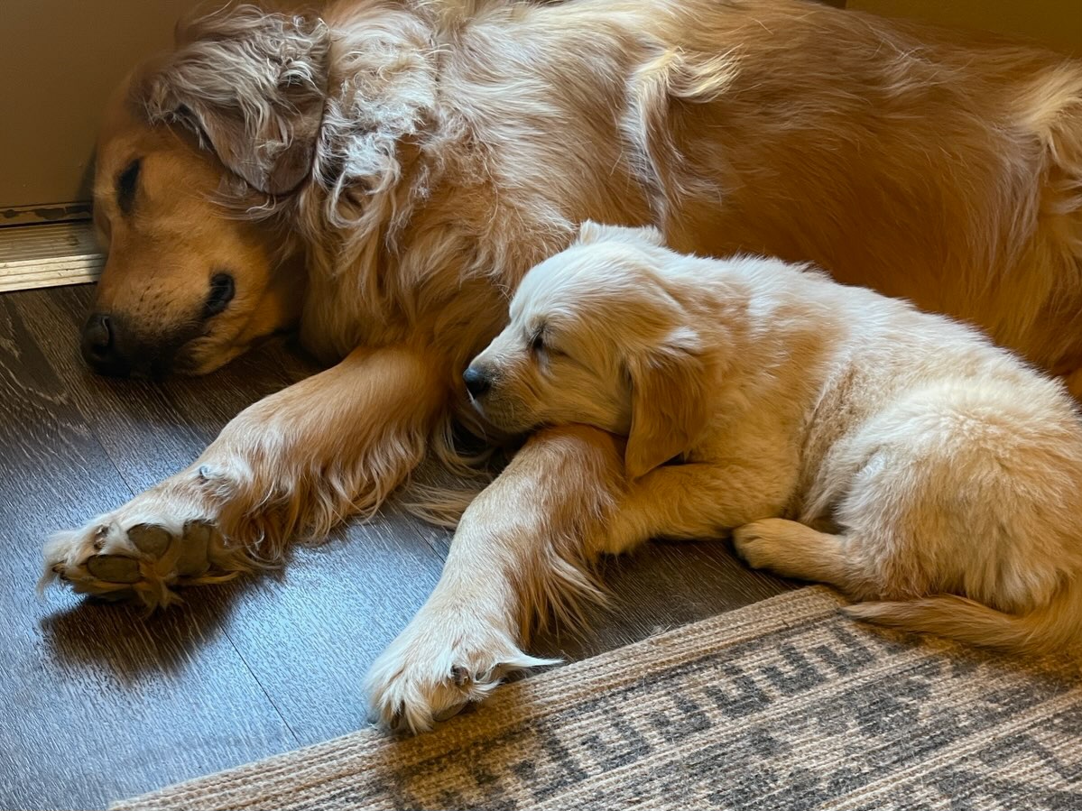 Golden Retriever Puppies from Sims Golden Retrievers