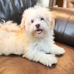 Pearl - White female Havanese puppy in Lancaster, South Carolina from 3 Bs Havanese-PUPPIES with  PURPOSE