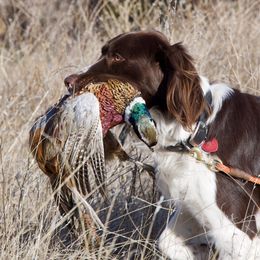 Drentsche Patrijshond All Grown Up from California Drents