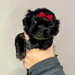 Girl 1 - Black female Shih Tzu puppy in Seguin, Texas from Dolled Up Shih Tzus