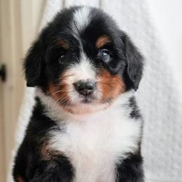 Marcel - Tri-color male Bernedoodle puppy in Folsom, Louisiana from DoodlesFarmCo