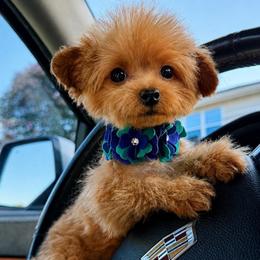 DESTINY - Apricot female Maltipoo puppy in Sugar Land, Texas from Celebrity Maltipoos