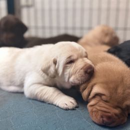Beacon - Yellow male Labrador Retriever puppy in Sweet Home, Oregon from Knotty Creek Labradors