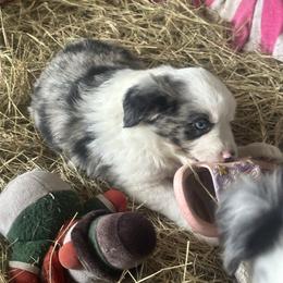 Rumi - Blue merle female Miniature Australian Shepherd puppy in Interlachen, Florida from Lucky Bones Miniature Australian Shepherds