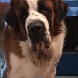 Bulldogs and Saint Bernards from Tiffany Foust's St. Bernards and Bulldogs