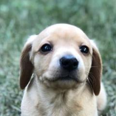 Dachshunds from Chicago Dachshund Puppies