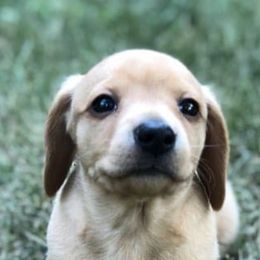 Dachshunds from Chicago Dachshund Puppies