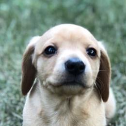 Dachshunds from Chicago Dachshund Puppies