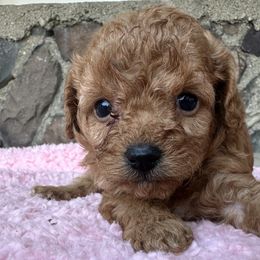 Caramel - Red female Cavapoo puppy in Camden, Michigan from FurEver Friends Finder
