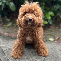 Goldendoodles and Poodles from Doodles & Poodles by Tiki
