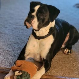 Logan - Boxer