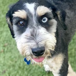 Brownie - Aussiedoodle