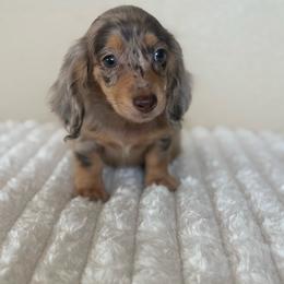 Thumper - Dapple male Dachshund puppy in Menifee, California from TeenieWeenieDoxies