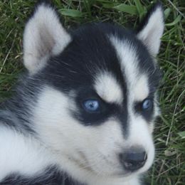 Siberian Huskies from Walker Huskies