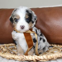 Holly --MERLE TRI - Blue merle female Bernedoodle puppy in Apple Creek, Ohio from Arlene Hershberger