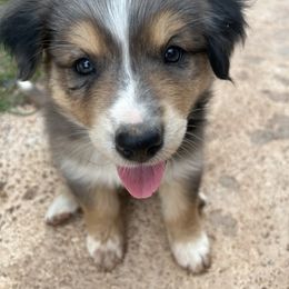 Australian Shepherd and Miniature Australian Shepherd Puppies from Wiggle Creek Aussies