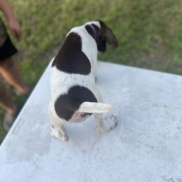 Remi - Liver and white female German Shorthaired Pointer puppy in Center Hill, Florida from Tiffany Proctor