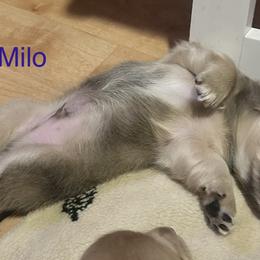Boy 2,4 - Cream male Dachshund puppy in North Auburn, California from Bell-Webb Ranch Doxies