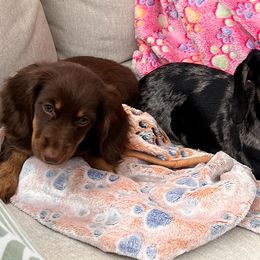 Dachshunds from CBOO Doxies