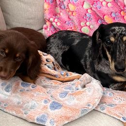 Dachshunds from CBOO Doxies