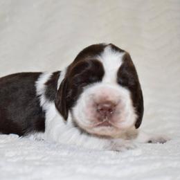 Comet - Liver and white male English Springer Spaniel puppy in Chapmansboro, Tennessee from Balthrop Bend Farms