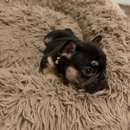 White - Tricolors female French Bulldog puppy in Long Beach, California from Royal velvet frenchies