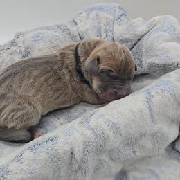 Igor - Blue male Great Dane puppy in Caldwell, Idaho from Miner's Dynamic Danes