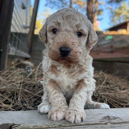 Snowball - Cream male Goldendoodle puppy in Monument, Colorado from Colorado Dreamin Doodles