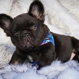 Rocky - Tricolors male French Bulldog puppy in Ben Lomond, Arkansas from Miesha Carver's Bulldogs
