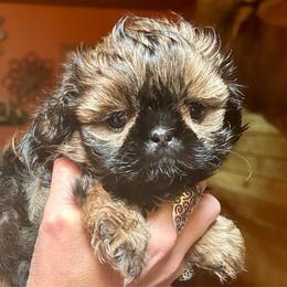 Whipped Cream - Red female Shih Tzu puppy in Nekoosa, Wisconsin from Brox Acres House of Fur LLC