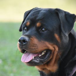ZEPHYR - Rottweiler