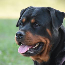 ZEPHYR - Rottweiler