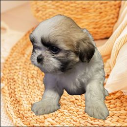 Biscuit - Sable and white male Shih Tzu puppy in Tuscola, Illinois from Dream on puppies