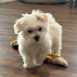 Male 1 - White male Maltese puppy in Cisco, Texas from Fancy Pants Maltese
