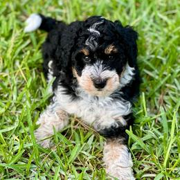 Aria - Black tri-color female Aussiedoodle puppy in Liberty, Texas from Poodles and Doodles Most Excellent Adventures