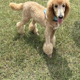 Boy 2 - Red  male Poodle puppy in Copperas Cove, Texas from Poodles of Valor
